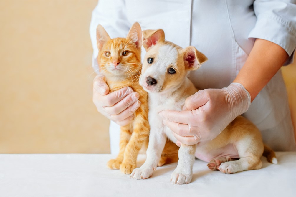 Você quer oferecer o melhor para seu animal de estimação, não quer? Então, imagine só poder cuidar do seu companheiro nos momentos mais inesperados, com os melhores prestadores de serviços veterinários! Agora, você e seu animalzinho podem contar com o Plano de Saúde Pet. Entenda melhor o que você e seu pet vão ter acesso no plano comercializado pela Executiva Corretora de Seguros. O que é plano de saúde para pet? É um convênio médico veterinário para cães e gatos, para que fiquem com a saúde em dia e possam ter atendimento em várias situações. Assim como o plano de saúde para pessoas físicas e jurídicas, o pagamento é feito por meio de uma mensalidade fixa. Cada plano pode oferecer coberturas e condições diferentes para seu pet. Tudo depende do plano que você quer contratar. Mas a ideia é a mesma: o dono do pet paga as parcelas do plano para que esteja amparado em um momento de necessidade. Dessa forma, não precisa pagar todas as despesas de uma vez quando precisar utilizar algum serviço veterinário. Afinal, muitas clínicas veterinárias cobram os custos à vista no débito ou no crédito sem parcelamento. Veja também: Seguro saúde Por que fazer um plano de saúde para pet? Se você tem um companheiro de 4 patas em casa, sabe que todo o cuidado e carinho nunca será o suficiente para retribuir o amor incondicional que eles têm por nós. Quando estão doentes ou machucados, sentimos o seu sofrimento e a sua tristeza. Quem nunca ficou com o coração partido por escutar um choro ou ver seu animalzinho amuado no seu cantinho!? Nesse momento que seu companheiro está tão vulnerável, você não gostaria de ter acesso aos melhores veterinários e tratamentos disponíveis? Não gostaria que seu animal de estimação fosse bem cuidado e que voltasse a estampar aquele sorriso no olhar, com energia e saúde para brincar? Com um plano de saúde pet, ele vai receber a melhor assistência, não só no dia a dia, como também em situações de emergência. Assim, o processo se torna bem mais fácil e desestressante, não só para você, como também para seu animalzinho. Mas o mais importante, é que você consegue cuidar do seu companheiro de forma preventiva, ao invés de tratar apenas quando surge algum problema. É possível evitar algumas das principais doenças de cães e gatos ou identificar os primeiros sintomas, para iniciar o tratamento rapidamente, sem que haja complicações. Leia também: Seguro de vida Qual melhor plano de saúde pet? O melhor é aquele que abranja os principais serviços que você utiliza e que caiba no seu orçamento. Assim, conseguirá cuidar da saúde do seu companheiro da melhor forma possível, sem que tenha que arcar com custos exorbitantes, principalmente se não estiver preparado financeiramente. Mas, como escolher o melhor plano de saúde pet? Deve avaliar se a opção escolhida abrange consultas clínicas, exames em laboratórios, vacinas essenciais de gatos e cães e atendimento de urgência e emergência, nos lugares credenciados. Tudo isso, você encontra com a Executiva! Como funciona o plano de saúde pet da Executiva? O plano de saúde pet comercializado pela Executiva Corretora de Seguros atende cães e gatos de até. No dia a dia, você pode ter acesso a benefícios como serviço de banho e tosa do seu animal de estimação. E também poderá aplicar as vacinas anuais obrigatórias para manter a saúde do seu pet. Quando seu bichinho não estiver se sentindo bem, você poderá recorrer ao atendimento 24 horas das clínicas veterinárias que oferecem o serviço. Além disso, terá a cobertura de exames, de cirurgia e internação, tratamentos mais intensos, dentre outras. Se você já teve que levar seu pet para algum desses atendimentos, sabe o quanto de dinheiro teve que desembolsar de uma hora para outra. E se você ainda não passou por essa experiência, acredite, não vai querer passar por ela tem ter a segurança e o suporte necessário! Um exame de ultrassonografia para animais de estimação custa em média R$ 150 e a diária de uma internação varia R$ 300 a R$ 1.500. Isso sem acrescentar o custo dos remédios! Imagine se seu bichinho precisar ficar vários dias internado, quanto que você gastará no final? Com um plano de saúde pet, você estará amparado financeiramente e seu companheiro receberá os melhores cuidados! Encontre o melhor plano de saúde pet aqui! Inserir vídeo do Youtube: https://www.youtube.com/watch?v=RSBLtW70nBE Agora que você já sabe qual o melhor plano de saúde para pets, entre em contato conosco aqui para mais informações! Leia mais: Franquia de seguro Previdência privada